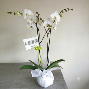 Orquídeas Blancas Angelicales